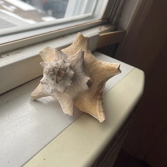 Shell - Picture 2 of 6